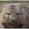 Op deze close-up afbeelding is een wombat te zien. Wombats leven het liefst in bossen en bergachtige streken in Australië. Productinformatie 98.9% van onze klanten is positief over 1001Tapestries!Gemaakt van stevig en duurzaam materiaalLeuk om aan je muur te hebbenIdeaal om je interieur van extra sfeer te voorzienScherpe afdruk met heldere kleurenInclusief ophangroede Ook op zoek naar een leuke manier om jouw woonkamer of slaapkamer te personaliseren? Ben je ook toe aan een vrolijke opvulling van die kale muur? Dan is dit prachtige wandkleed ec