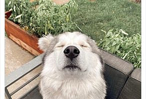 In our eyes, all dogs are wonderful and deserve a perfect 10/10 for making our days brighter with their derpy smiles and adorable antics. However, did you know that the scale for rating dogs goes beyond 10?