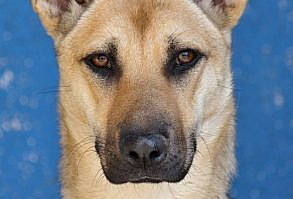 Westside German Shepherd Rescue of Los Angeles