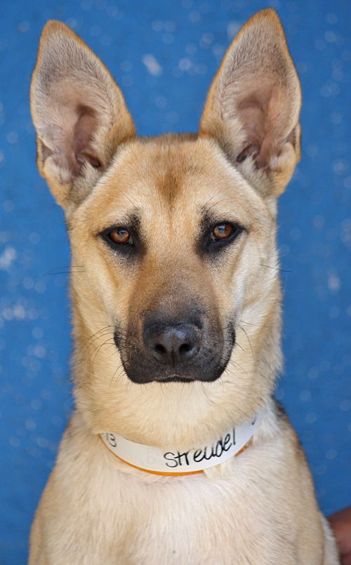Westside German Shepherd Rescue of Los Angeles