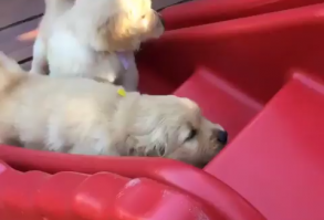 What lovely puppies 🐶