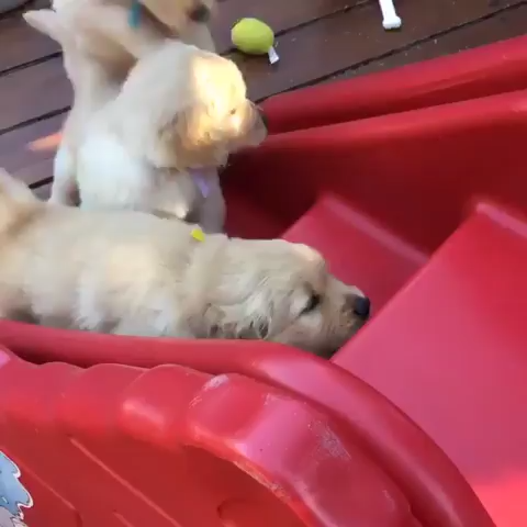 What lovely puppies 🐶