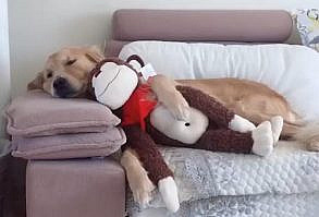 Many Golden owners ask me a common question, When do Goldens stop growing? Is it one year? or more than a year? or less.#Golden Retriever #pets #dog #puppy