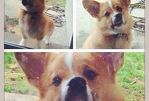 23 Times Corgis Failed So Hard But Were So Cute It Didn’t Matter
