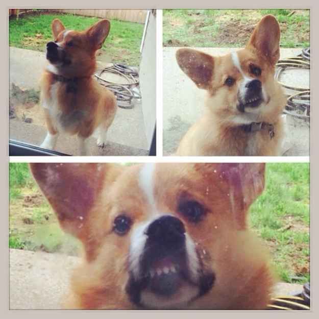 23 Times Corgis Failed So Hard But Were So Cute It Didn’t Matter