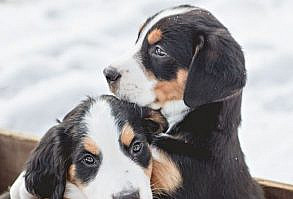 Zodiac signs give us insight into our futures, maybe it should also answer important questions in the present—such as, what is the best dog breed for us?