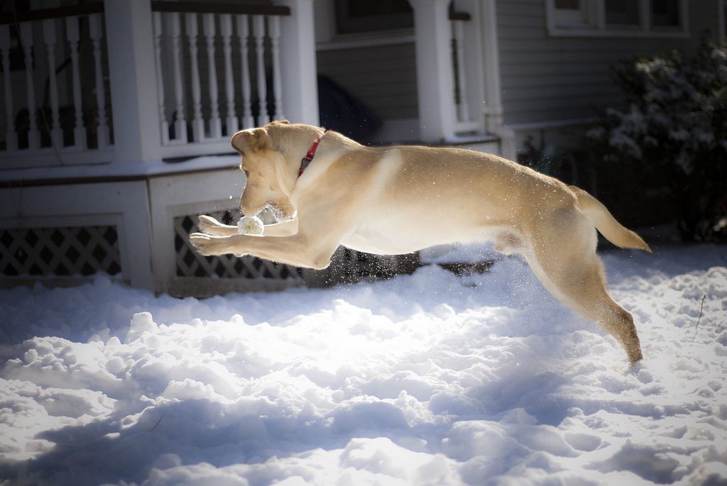 Man's best friend likes to play in the snow just as much as we do.
