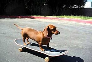 Wiener Dog Riding a Skateboard