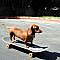 Wiener Dog Riding a Skateboard