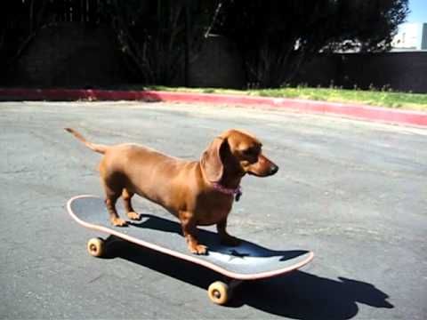 Wiener Dog Riding a Skateboard
