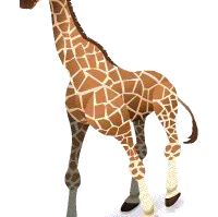 Wild Animal Shop ~ New Ideas/Items