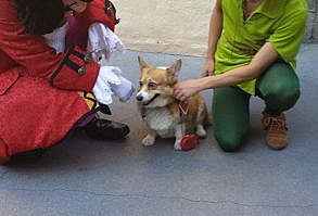 Someone took a corgi to Disney and the results were pure magic