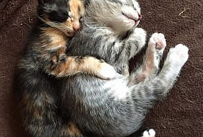 awwww! Cute! — I get to be the big spoon! (Source:...