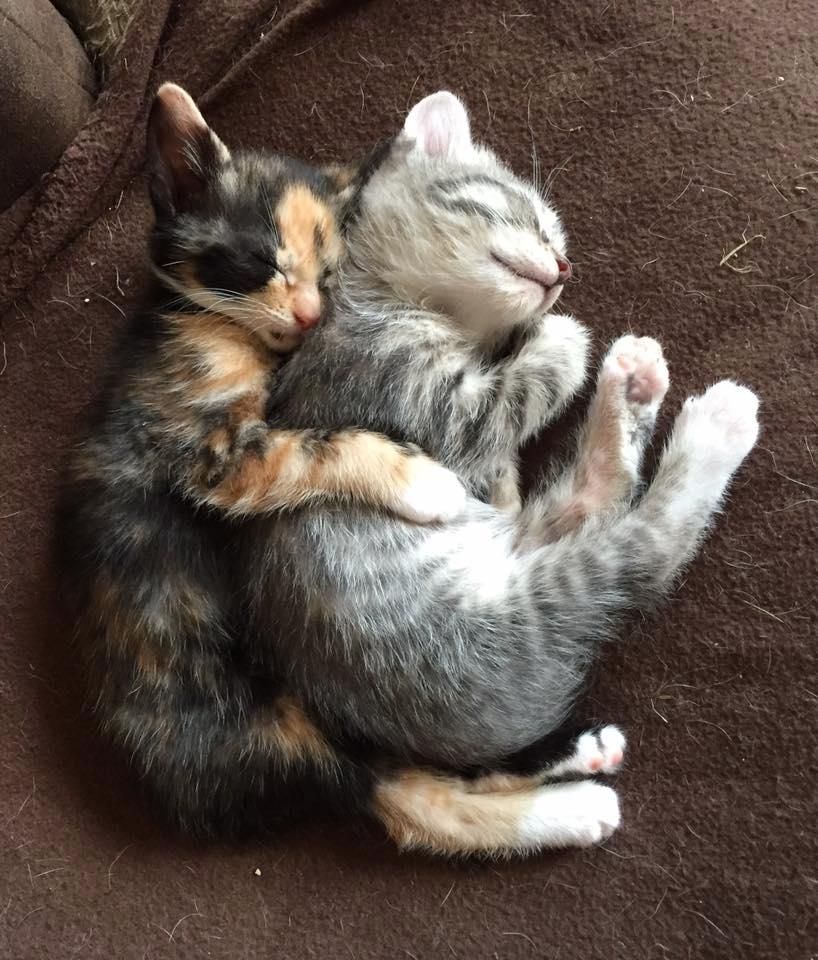 awwww! Cute! — I get to be the big spoon! (Source:...