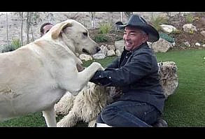 cesar millan fighting - YouTube