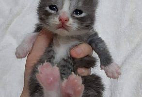 If you like this kitten, then go to my YouTube!