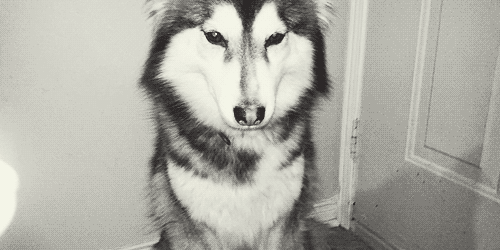 Peace!  crescentmoon animalia