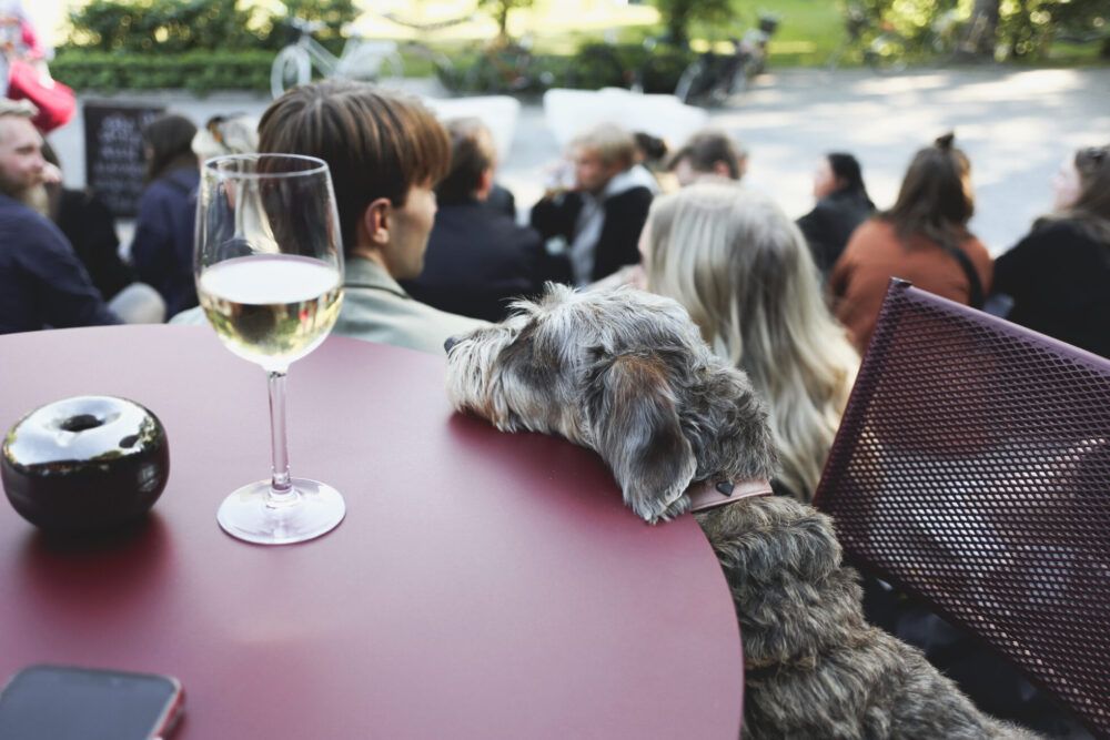 A glass of wine in the evening sun