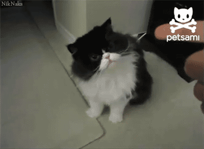Seen dog play dead,but not a cat. How cute