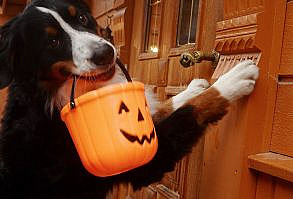 handsomedogs - bernesemountaingoat: TRICK OR TREAT