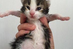 more kittens at the link in the description!