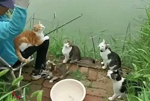 Cat Funny | Cat Cute videos | Cat Funny Videos