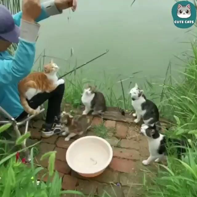 Cat Funny | Cat Cute videos | Cat Funny Videos
