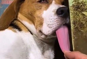 Awww look at that 🤣❤️ Tag your friends below . . . . . #whatthefluffchallenge#whatthefluff #dog #dogs #dogpuppy #puppys#pups #doge #pup…