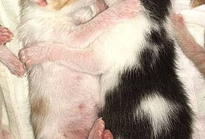 kittens are waiting for you in my YouTube channel!