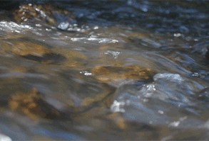 Çoğu büyülü ırkın birlikte yaşamasındaki tek sorun insanların soykırı… #fanfiction #Fanfiction #amreading #books #wattpad