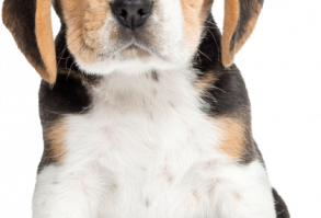 Фото, автор Иришка-Манюшка на Яндекс.Фотках