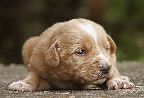 Щеночек бордер колли, фото фотография картинка обои