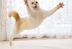 Коты уже давно захватили интернет и не собираются сдавать позиции. Чтобы собрать нескольких тысяч лайков в профиле, им достаточно красиво развалиться ...