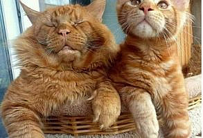 без кота и жизнь не та!