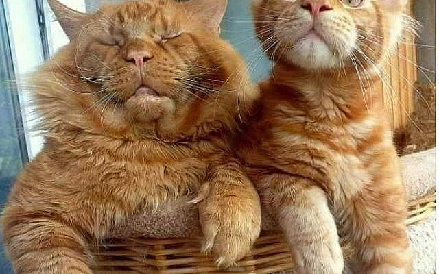 без кота и жизнь не та!