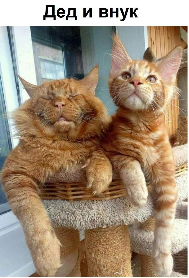 без кота и жизнь не та!