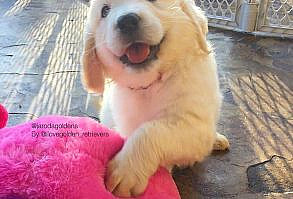 いいね！2,281件、コメント21件 ― I Love Golden Retrieversさん(@ilovegolden_retrievers)のInstagramアカウント: 「Look at that little face!  @jarodagoldens @mglenn714」