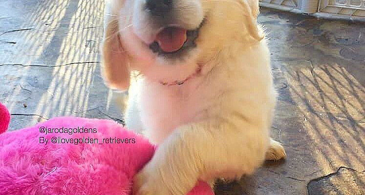 いいね！2,281件、コメント21件 ― I Love Golden Retrieversさん(@ilovegolden_retrievers)のInstagramアカウント: 「Look at that little face!  @jarodagoldens @mglenn714」