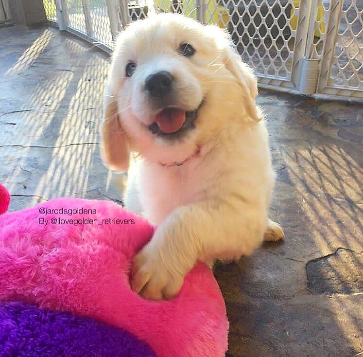 いいね！2,281件、コメント21件 ― I Love Golden Retrieversさん(@ilovegolden_retrievers)のInstagramアカウント: 「Look at that little face!  @jarodagoldens @mglenn714」