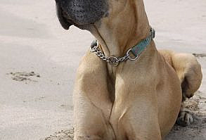 Looks just like my sisters Dane Octavian RIP