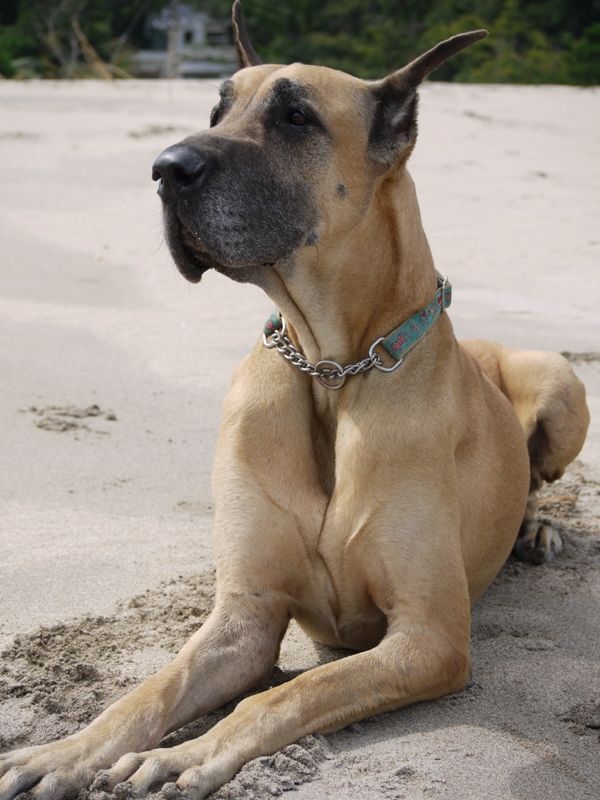 Looks just like my sisters Dane Octavian RIP
