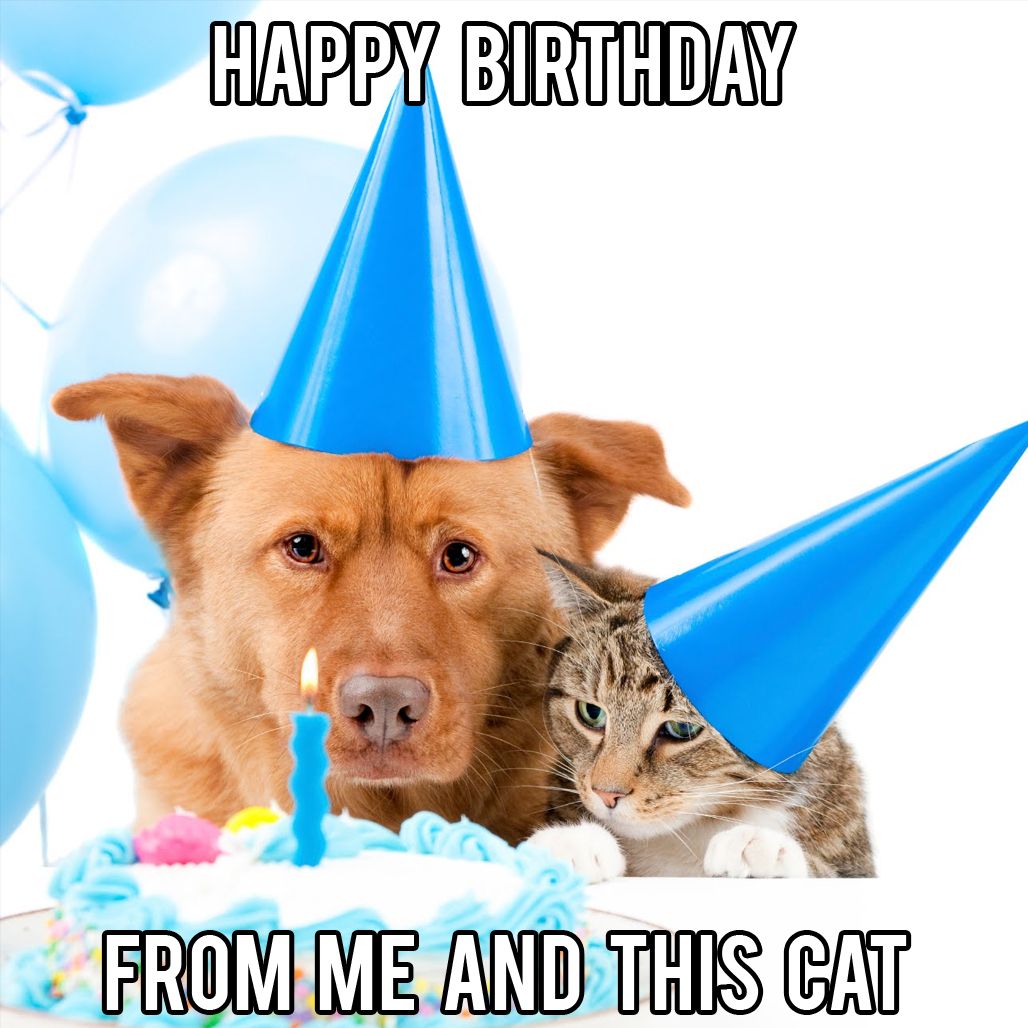 30+ Funny Happy Birthday Memes (Cake, Candles, Cat, Dog & Many)