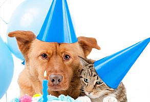 30+ Funny Happy Birthday Memes (Cake, Candles, Cat, Dog & Many)