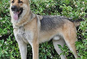 SPECIAL APPEARANCE THIS SATURDAY ONLY BUDDY VON BOGAN  3 year old hunk, Buddy von Bogen will be at the rescue this Saturday from his foster home. He's been through training to be the best dog he can possibly be. He knows his commands and is exactly what you would expect of this breed. Confident, strong, intelligent and very loyal. Come meet him and take him home with you.  Westside German Shepherd Rescue of Los Angeles