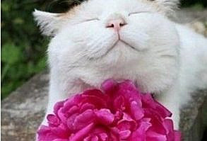 101 Funny Cat Birthday Memes -