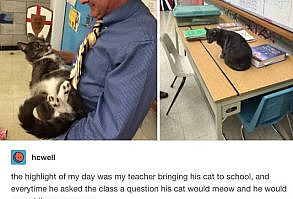 31 Tumblr Posts About Cats That You Absolutely Need To See Right This Minute