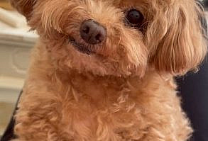 Woof Woof - Here's Why There Is Nothing Better In This World Than A Happy Dog