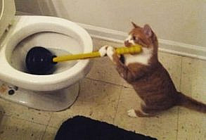 25 Memes About Cats and Dogs That Every Pet Owner Will Love - I Can Has Cheezburger? - Funny Cats | Funny Pictures | Funny Cat Memes | GIF | Cat GIFs | Dogs | Animal Captions | LOLcats | Have Fun | Funny Memes