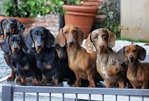 30 Animals Posing for The Camera Like Models - I Can Has Cheezburger? - Funny Cats | Funny Pictures | Funny Cat Memes | GIF | Cat GIFs | Dogs | Animal Captions | LOLcats | Have Fun | Funny Memes