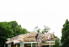 Artist Shows What It Would Be Like If The World Were Inhabited By Giant Cats (92 New Pics)